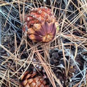 A prickly Ponderosa pinecone